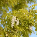 Robinia pseudoacacia Frisia-1.webp