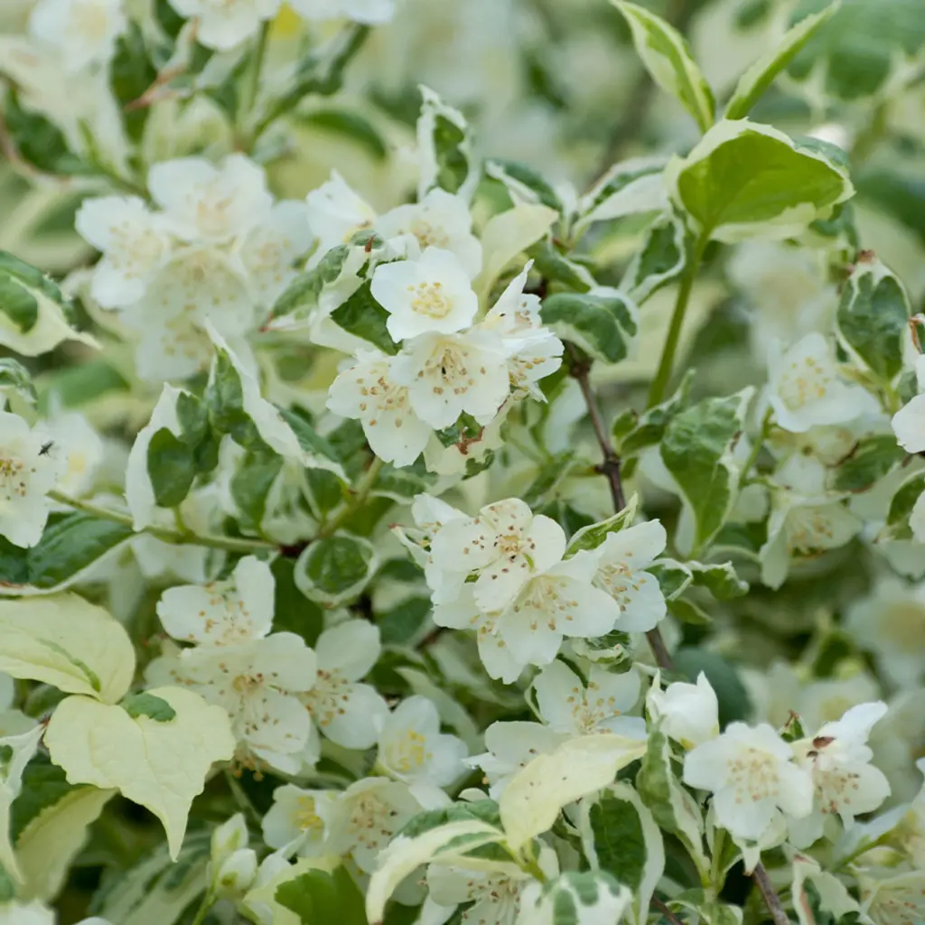 Philadelphus coronarius Variegatus fleurs.webp