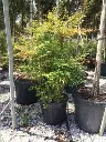 Nandina domestica 100 125.webp