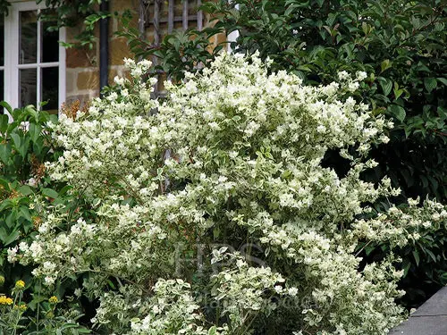Philadelphus coronarius Variegatus buisson.webp