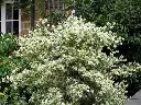Philadelphus coronarius Variegatus buisson.webp