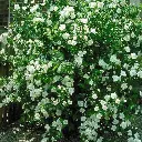 Philadelphus virginal buisson.webp