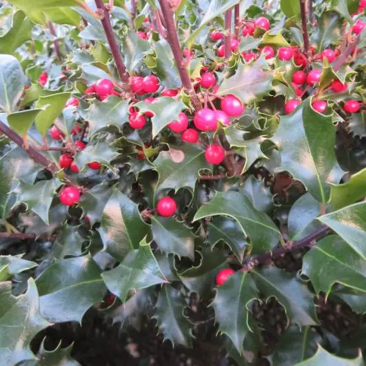 Ilex meserveae Blue Maid-baies.webp