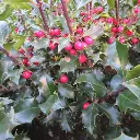 Ilex meserveae Blue Maid-baies.webp