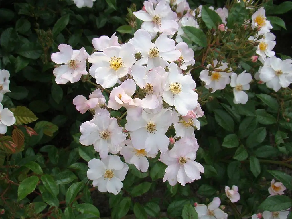 Rosier Match Ball-2.webp