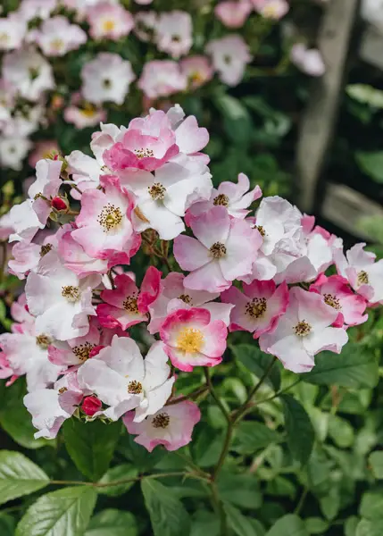 Rosier Ballerina-1.webp