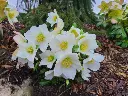 Helleborus niger Mont Blanc.webp