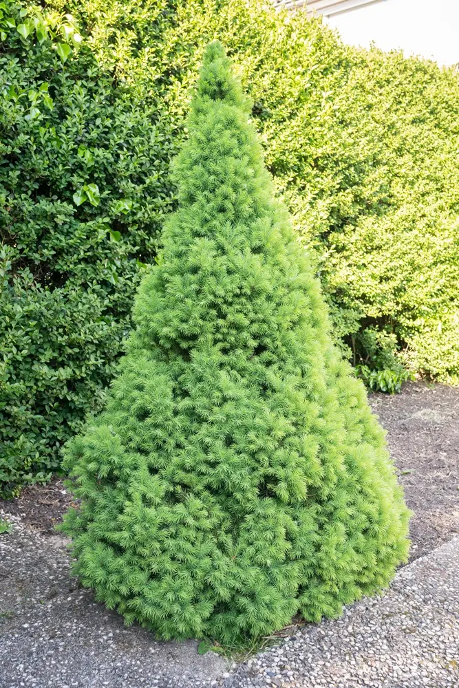 Picea glauca conica-AdobeStock_343179151.webp