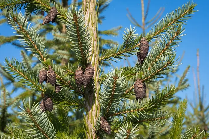 Picea omorika-AdobeStock_299907661.webp