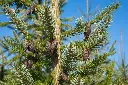 Picea omorika-AdobeStock_299907661.webp