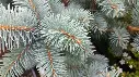 Picea pungens Koster-AdobeStock_336431691.webp