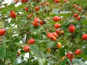 rosa-snow-star-fruits.webp