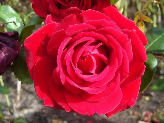 Ingrid Bergman ®-2.webp