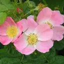 rosa-rubiginosa-2.webp