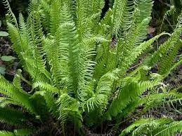 Blechnum spicant.webp