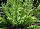 Blechnum spicant.webp