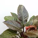Philodendron Imperial Red-2.webp