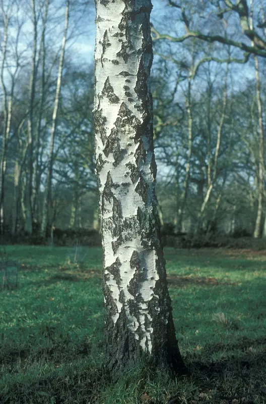 Betula pendula-2.webp