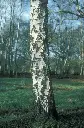 Betula pendula-2.webp