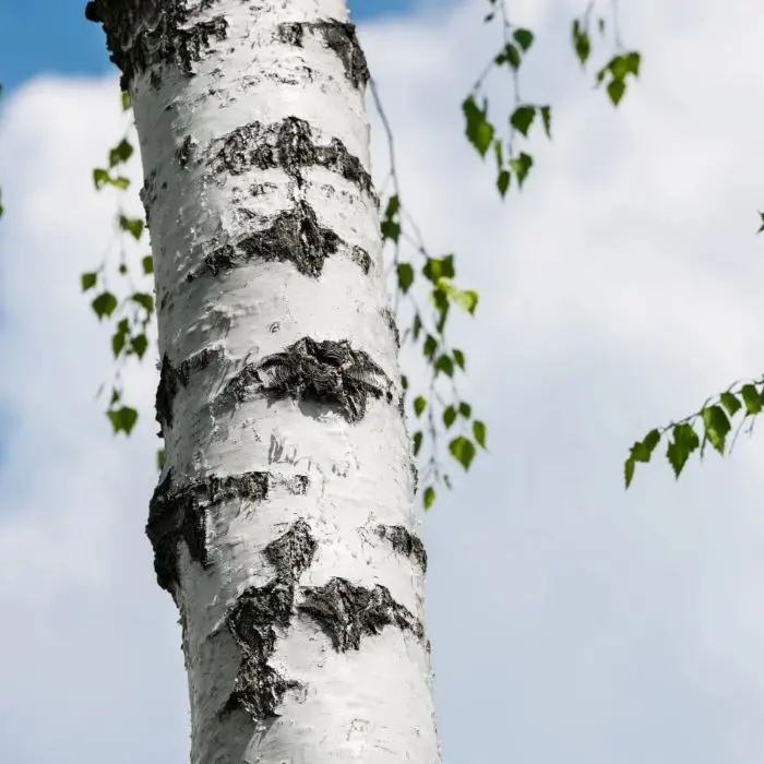Betula pendula-1.webp
