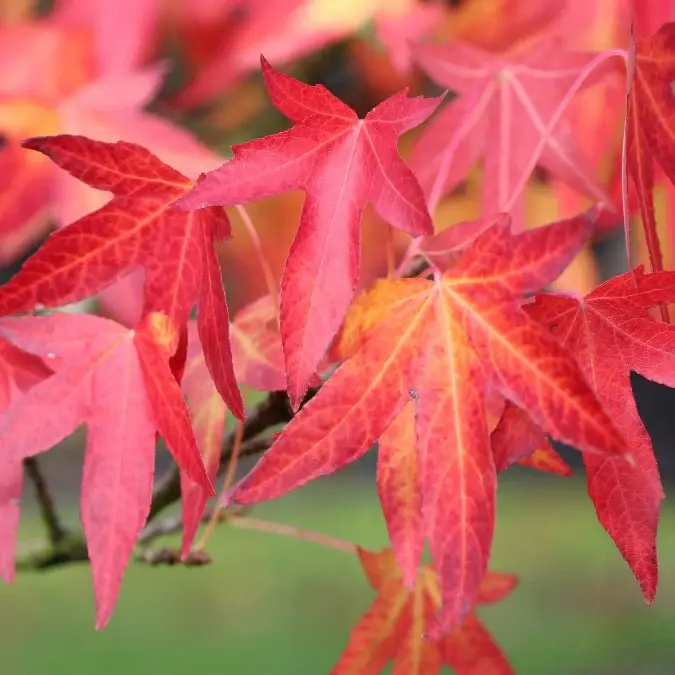 Liquidambar styraciflua Worpsledon-feuil-aut.webp
