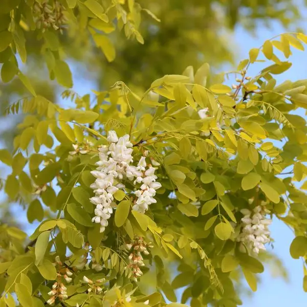 Robinia pseudoacacia Frisia-1.webp