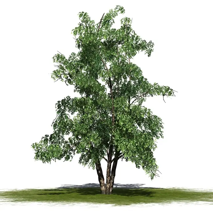 Betula nigra cépée-AdobeStock_83444269.webp