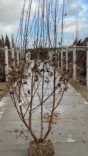 Betula nigra cépée-2.webp