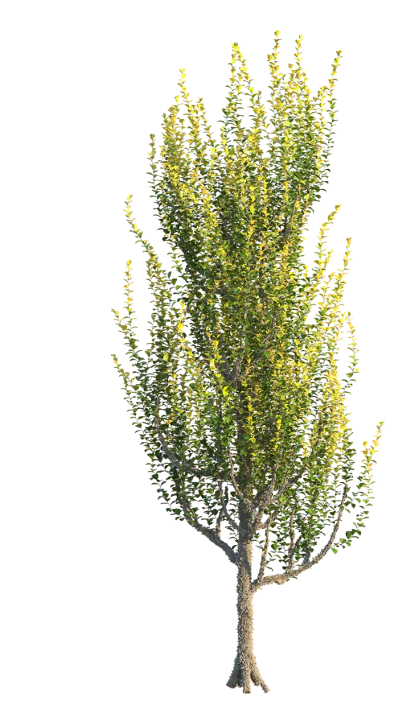 Ulmus hollandica Wredei--site-AdobeStock_1554958771.webp