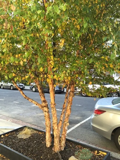 Betula nigra cépée-1.webp