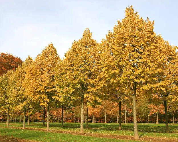 Tilia tomentosa Brabant -aut.webp
