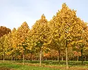 Tilia tomentosa Brabant -aut.webp