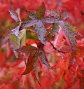 Liquidambar styraciflua Lane Roberts-feuil-aut.webp