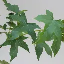 Liquidambar styraciflua Lane Roberts-feuil-vertes.webp