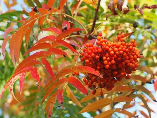 Sorbus Dodong-2.webp