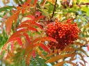 Sorbus Dodong-2.webp