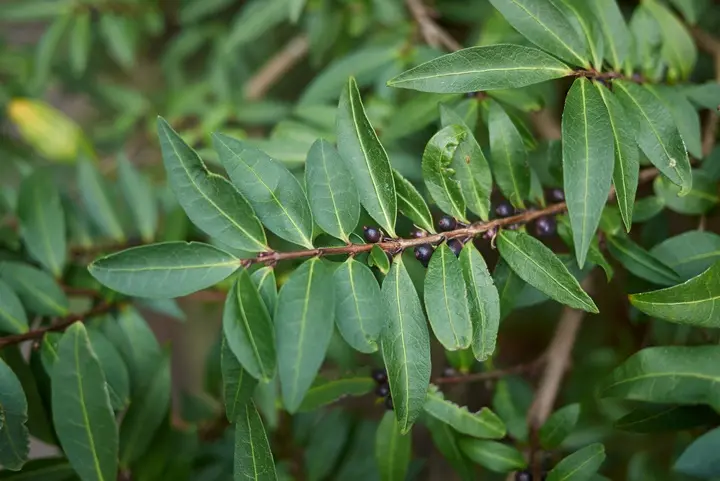 Lonicera pileata-AdobeStock_183656160.webp