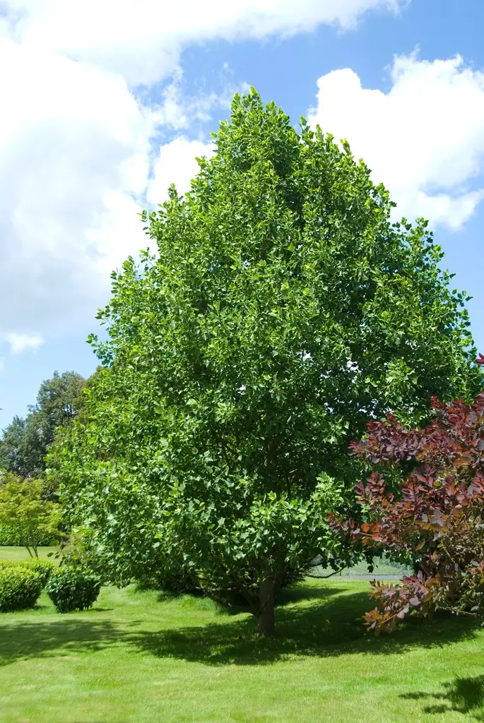 Liriodendron tulipifera-AdobeStock_238840587.webp