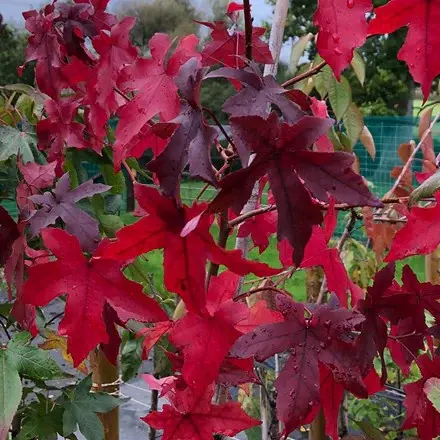 Liquidambar styraciflua Worplesdon-feuilles-aut.webp
