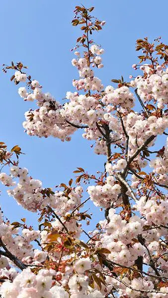 Prunus serrulata Shirofungen.webp