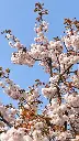 Prunus serrulata Shirofungen.webp