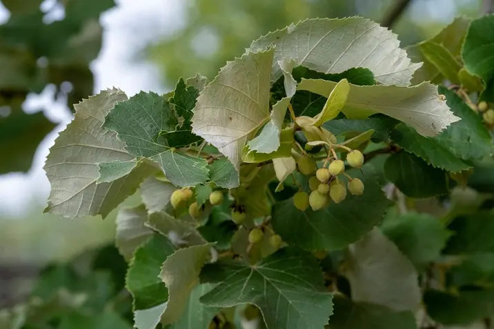 Tilia tomentosa Brabant-AdobeStock_370765484.webp