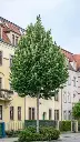 Tilia tomentosa Brabant.webp