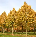 Tilia tomentosa Brabant-1.webp