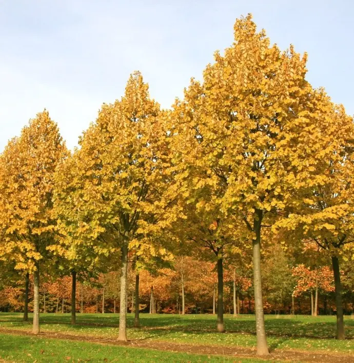Tilia tomentosa Brabant-1.webp