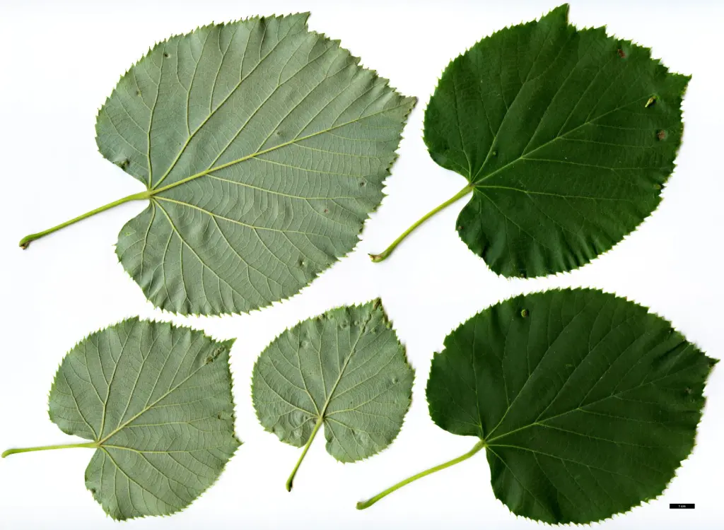 Tilia tomentosa Brabant -feuill.webp