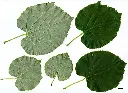 Tilia tomentosa Brabant -feuill.webp