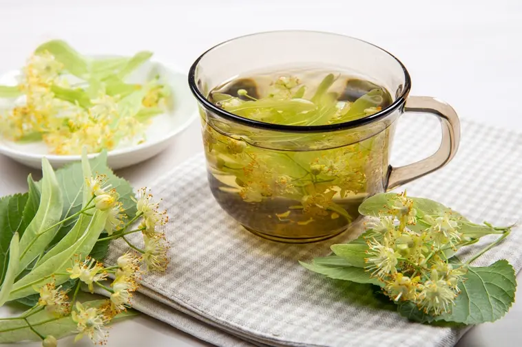 Tilia platyphyllos-AdobeStock_495509557.webp