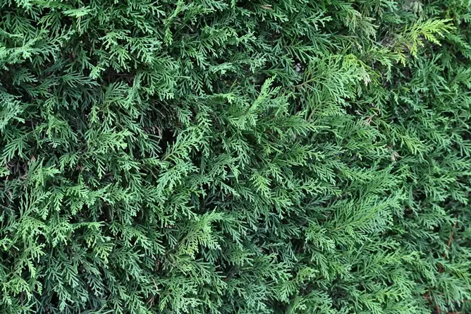 Cupressocyparis leylandii-AdobeStock_581595667.webp