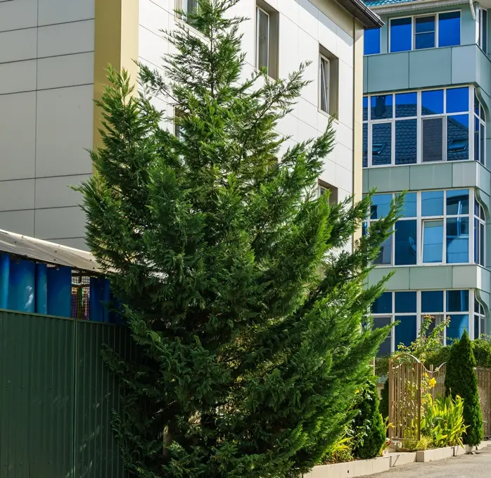 Cupressocyparis leylandii-AdobeStock_366101768.webp